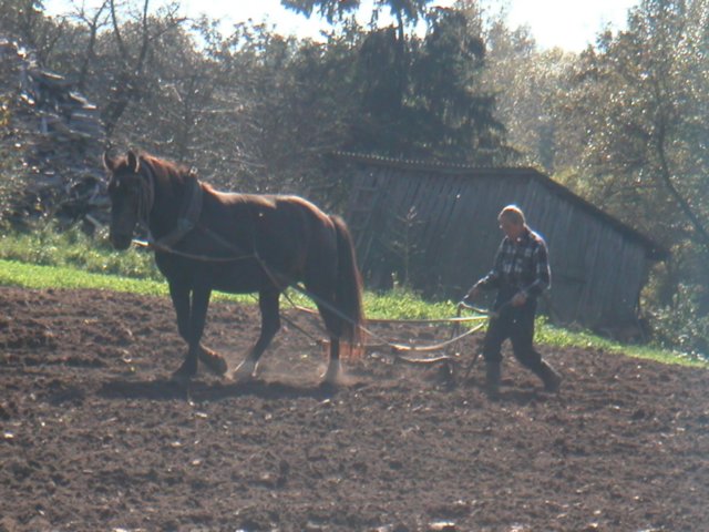 ploughingthefield.jpg